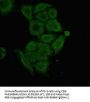 SSX1 Antibody