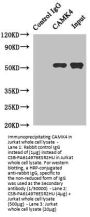 CAMK4 Antibody