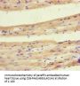 PDK4 Antibody