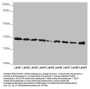 HADH Antibody