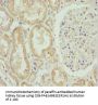 HADH Antibody