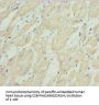 HADH Antibody