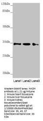 HADH Antibody