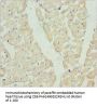 HADH Antibody