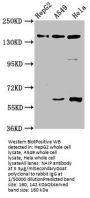 NAIP Antibody