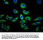 NAIP Antibody