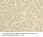 BTN1A1 Antibody