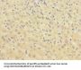 BTN1A1 Antibody