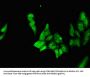 NEUROD1 Antibody