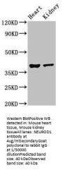 NEUROD1 Antibody