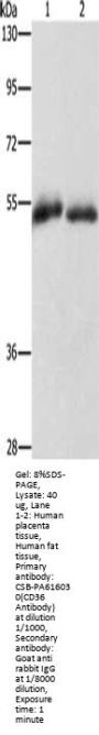 CD36 Antibody