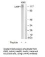LAMP1 Antibody