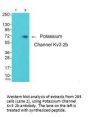 KCNC2 Antibody
