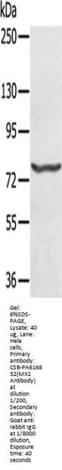 MX1 Antibody