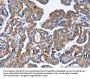 Rabbit anti-human IGSF10 polyclonal antibody