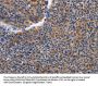 Rabbit anti-human IGSF10 polyclonal antibody