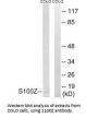 S100Z Antibody