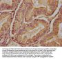 PDE6H Antibody