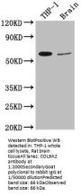 COL9A2 Antibody