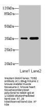 TOB2 Antibody
