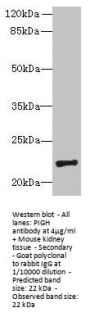 PIGH Antibody