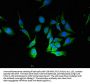 BECN1 Antibody