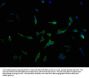 MBTPS1 Antibody
