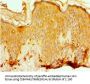EFTUD2 Antibody