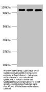 EFTUD2 Antibody