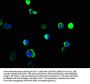 NCF4 Antibody