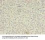 EPHA7 Antibody