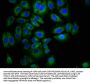 EPHA7 Antibody