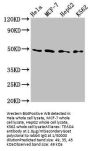 TEAD4 Antibody
