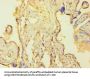 TEAD4 Antibody