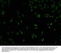 ELF2 Antibody
