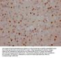 NEDD8 Antibody