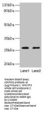ADIPOQ Antibody