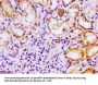 DDB1 Antibody