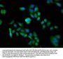 DDB1 Antibody