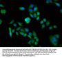 DDB1 Antibody