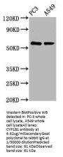 CYP1B1 Antibody