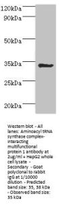 AIMP1 Antibody