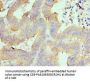 AIMP1 Antibody
