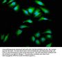 AIMP1 Antibody