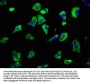 GRIK2 Antibody