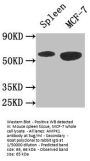 PRKAA1 Antibody