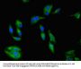 PRKAA1 Antibody