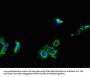 MYBPH Antibody