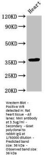 NMI Antibody