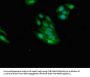 NMI Antibody